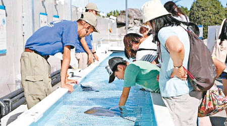 水族區摸魚活動深受歡迎。（葛西臨海水族園圖片）