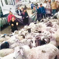 羊群從青海西寧等地的屠宰場運到色達縣。