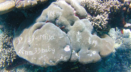 印尼峇里島的珊瑚遭人刻上簡體字。（互聯網圖片）