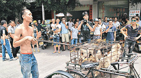 挪威狗會認為中國容許販賣狗肉，沒有資格主辦狗展。（資料圖片）