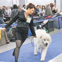 上海主辦世界狗展惹來國際狗隻組織反對。（資料圖片）