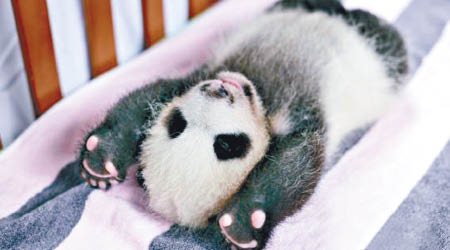 熊貓寶寶取名為「花生」，寓意生根開花。（互聯網圖片）