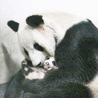 大熊貓媽媽經常把寶寶抱在胸前，盡顯溫馨一面。（中新社圖片）