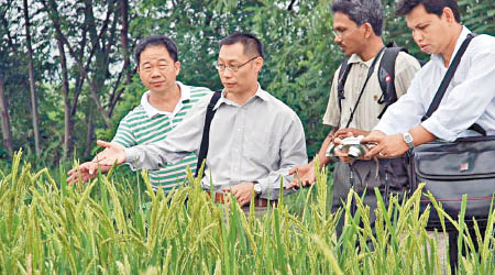 新加坡研究團隊成功研發更耐水抗旱的大米。（淡馬錫圖片）