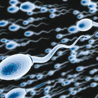 男性未來或可用精子跟皮膚細胞結合，自行孕育下一代。