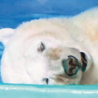 北極熊比薩早前被拍下「淚眼汪汪」。（資料圖片）