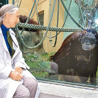 珍古德研究野外黑猩猩多年。（資料圖片）