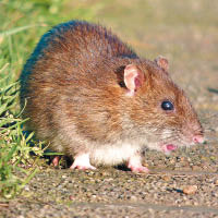 有指老鼠穿上聚酯纖維後，會降低性慾。