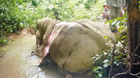 緬甸有野生大象被人獵殺。（緬甸政府圖片）