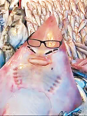 長尾鯊被戴上眼鏡惡搞。