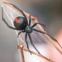 紅背蜘蛛的毒性強烈。