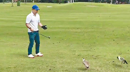 小鳥誤以為高爾夫球是鳥蛋。