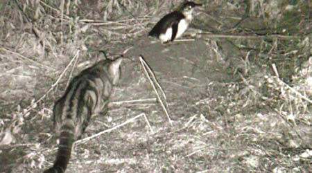 流浪貓（左）嚴重威脅袋鼠島的其他動物。（資料圖片）