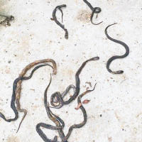 養殖場內不少眼鏡蛇幼蛇已死亡。（互聯網圖片）