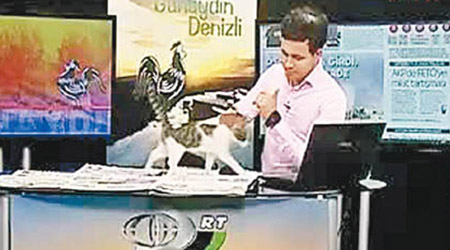 貓貓霸氣闖入新聞直播室。（互聯網圖片）