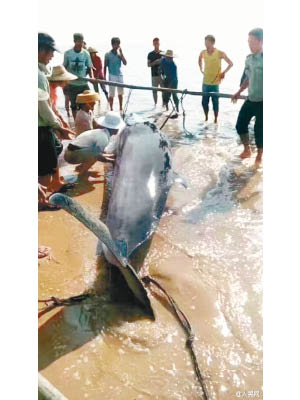 村民將瀕死的鯨魚抬往岸邊搶救。（互聯網圖片）