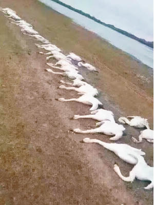 數百隻疑似天鵝遭捕殺。（互聯網圖片）