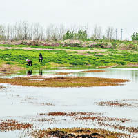上秦淮濕地內有多種珍稀瀕危動植物。