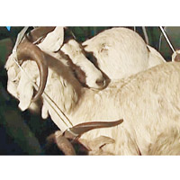羊隻一般要經過檢疫檢驗才能被屠宰。（互聯網圖片）