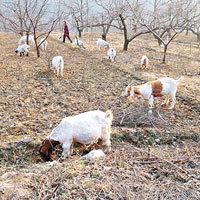 官方投毒被指針對養羊的牧民。