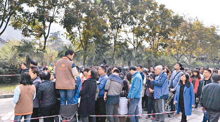 大批民眾排隊觀賞唐太宗銀杏樹。