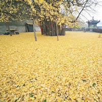 銀杏樹踏入秋季後樹葉染成金黃色畫面美。
