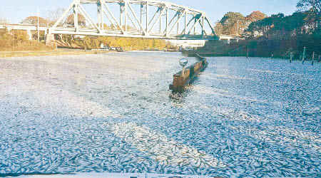 安普敦出現萬計死魚，魚腥臭味沖天。（互聯網圖片）