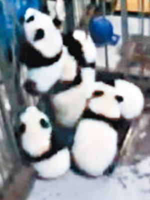 網傳熊貓寶寶集體「越獄」的短片。（互聯網圖片）