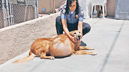 金毛尋回犬接受手術後獲入住寄養家庭。（加州警方圖片）