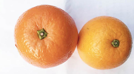 染色橙（左）明顯較為深色。（互聯網圖片）