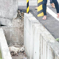 有流浪狗疑中毒倒臥路邊，市民竟圍觀拍照。（中時電子報）