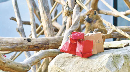 猴子拆開聖誕禮物。（文森斯動物園圖片）