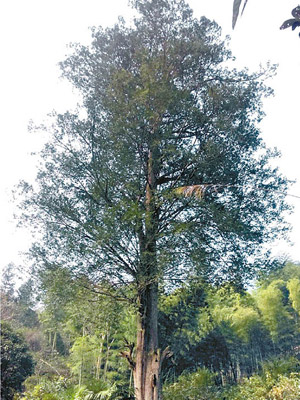 紅豆杉已有三百七十餘歲。