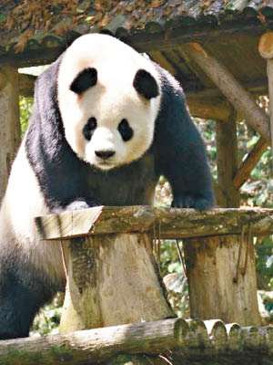 大熊貓「喜妹」護女心切，攻擊飼養員。
