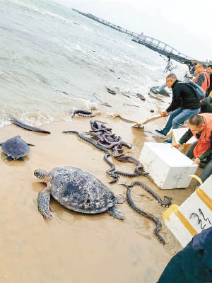 民眾在海灘上放生蛇、海鰻及海龜。