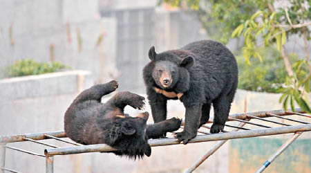 黑熊在內地屬國家二級保護野生動物。