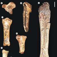 科學家掘出多件巨鳥骨塊化石。（英國皇家學會圖片）