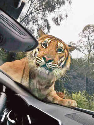 大老虎隔擋風玻璃望車內人，讓人體會何謂「虎視眈眈」。（互聯網圖片）