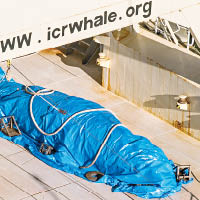 船員以防水布蓋着鯨屍。