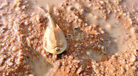「盾蝦」可謂地球上的活化石。