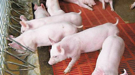 內地豬場出現用抗生素養豬情況。（資料圖片）