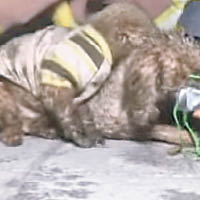消防員為小狗戴上氧氣罩。