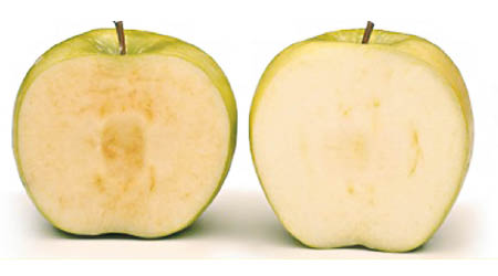 水果公司聲稱基因改造蘋果（右）置於空氣中數周亦不會變色。