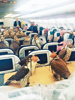 客機上有多隻獵鷹。（互聯網圖片）
