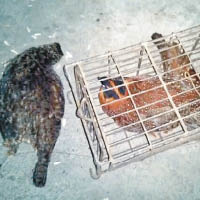 兩隻紅腹角雉被救出後死亡。