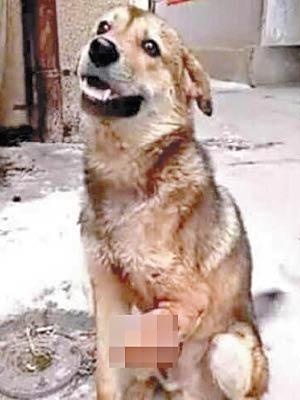 棕黃色狗被人斬去四肢。（互聯網圖片）