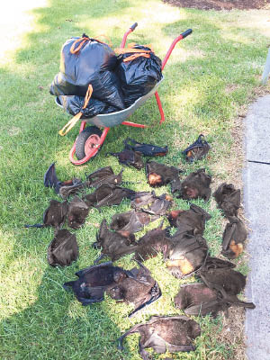 大批蝙蝠脫水死亡。（互聯網圖片）