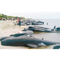 大批領航鯨擱淺在沙灘。（資料圖片）
