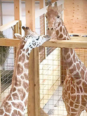 阿普麗爾與奧利華的寶寶即將誕生。（動物冒險公園圖片）