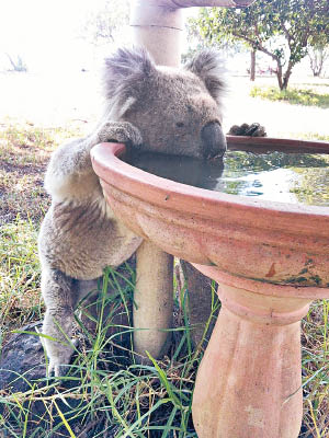 研究員拍下樹熊飲水的情況。（悉尼大學圖片）